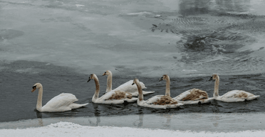 Зимовали без еды: в Киеве спасли большую стаю лебедей на замерзшем Днепре (видео)