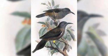 50 лет назад редкая птица издала душераздирающий крик и исчез: с тех пор не видели ни одну (аудио)