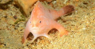 Вблизи Тасмании аквалангисты обнаружили редкую розовую рыбу "с руками" (видео)