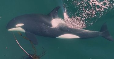 Салон краси в океані: вчені вперше побачили дивну поведінку косаток (відео)