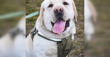 Боец НГУ ехал в тамбуре из-за служебного пса Эрми: что ответили в "Укрзализныце" (фото)