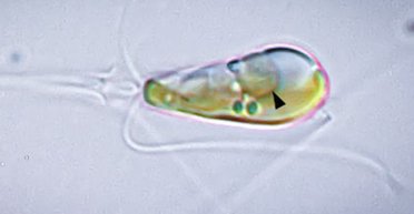 Уперше за мільярд років дві форми життя стали однією: попереднього разу на Землі з'явилися рослини