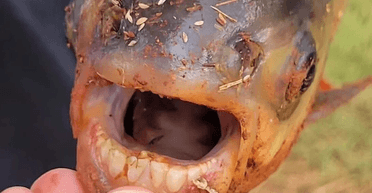 Полювання на паку: у США хлопчик упіймав дивну рибу з "людськими зубами" (фото)