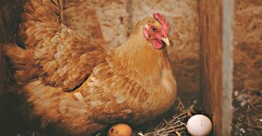 Особливе куряче яйце продали за $500: чим воно відрізняється від інших (фото)