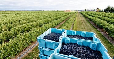 Голубое дело. Как в Закарпатье появились плантации голубики