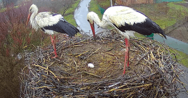 У лелеки Одарки та її нового "чоловіка" зʼявилося перше яйце (відео)