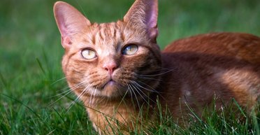 "Выжила и ждала": в Херсоне потерявшаяся во время боев кошка через год вернулась к хозяйке (видео)