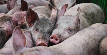 20 "Шахедів" били по свинарниках: на Харківщині від обстрілу РФ загинули 13 тисяч свиней (фото)