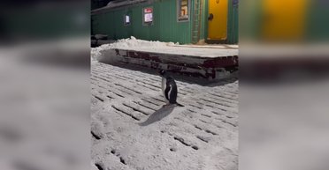 Бывают лишь единичные случаи: станцию "Вернадский" впервые посетил неожиданный гость (видео)