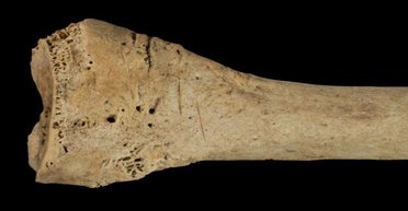 З'їли дітей і дорослих: у печері знайшли сліди моторошного конфлікту між стародавніми людьми (фото)