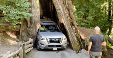 Почули тріск: водій намагався проїхати через історичне дерево, але застряг (відео)
