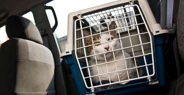 Уряд хоче змінити правила перевезення тварин по Україні: якими будуть нові вимоги