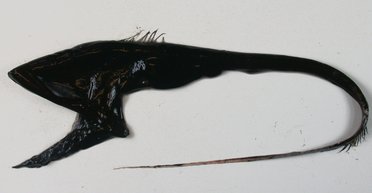 В океані ховається хижак з пащею, в рази більшою, ніж тіло: захований на глибині до 5 км (відео)