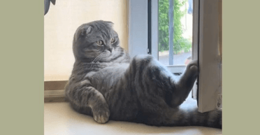 Як Віталій Кім: кіт із Вінниці, який лежить на підвіконні, став зіркою TikTok
