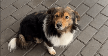 Ладижинський Хатіко: собака два роки чекає на заправці загиблого на війні хазяїна (відео)