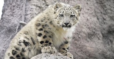 Сніговий барс атакував людину: рідкісний випадок нападу стався на півночі Китаю (відео)