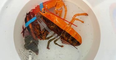 Один на 50 миллионов: в аквариуме продуктового магазина заметили ультраредкого лобстера (фото)
