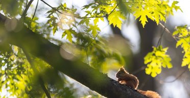 В Украину идет рекордное тепло: где синоптики обещают до +25, а где дожди с грозами