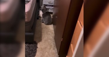 Только в Австралии: пара вернулась домой и обнаружила коалу в собственной постели (видео)