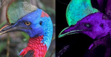 Таємницю найнебезпечнішого птаха у світі розгадано: чому його "шолом" незвично світиться (фото)