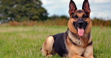 Не только овчарка: эксперт рассказал, какие породы собак лучше всего поддаются дрессировке (фото)