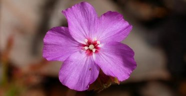 Магазинчик жахів переїхав: рослина, що пожирає комах, перемістилася на 70 км