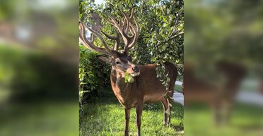 "Борис" ест яблоки и никого не боится: в Ровненской области жители приручили дикого оленя