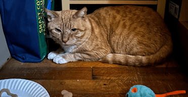 Один у порожньому будинку: кіт чекав покійного господаря 8 місяців, і дочекався дива