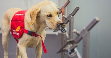 Собаки могут определять различные виды COVID-19 с точностью 94%, - ученые (фото)