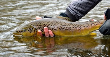 Виловив гіганта: чоловік показав улов усього життя і побив 66-річний рекорд (фото)