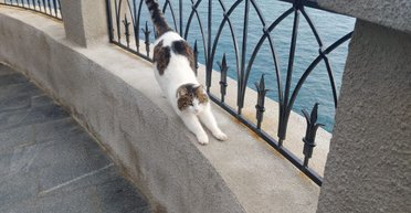 Муся вижила: місцеві волонтери врятували кішку, яку росіянин скинув з обриву в Криму (фото, відео)