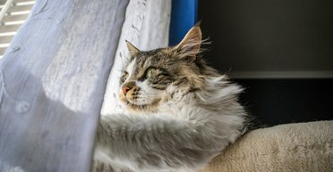 Як відучити котів лазити по шторах: 11 перевірених методів