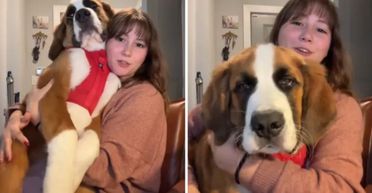 Хазяйка не знає, що робити: 5-місячне щеня гібридної породи важить уже 32 кг (фото)