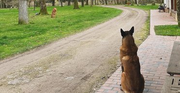 Сім'я Алена Делона відмовилася приспати його улюбленого собаку (фото)