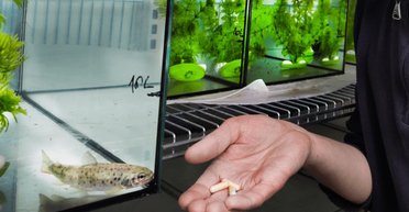 Кокаїнові ведмеді — не єдині, хто страждає: вчені підсадили на наркотики лосося