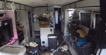 Драма перед Рождеством: черепаха хотела украсить дом, коты объявили протест (видео)