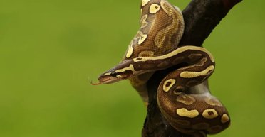 Деякі змії можуть обходитися без їжі цілий рік: учені з'ясували, як їм це вдається