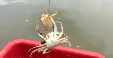 Знадобилося майже 40 років: причину масової загибелі дитинчат синіх крабів нарешті розгадано (фото)