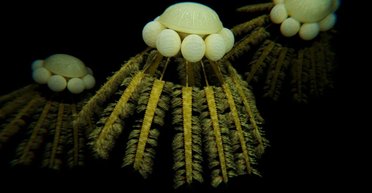 На Землі 400 млн років тому загадково зникло 85% життя: не було ні вивержень, ні астероїдів