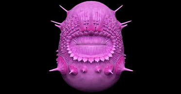 Ученые раскрыли тайну загадочного существа: у него есть рот, но нет ануса