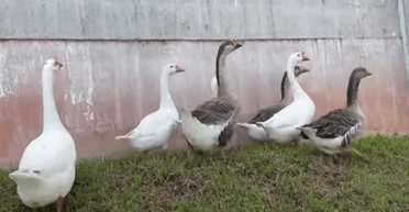 В'язниця замінила сторожових собак зграєю пильних гусей (відео)