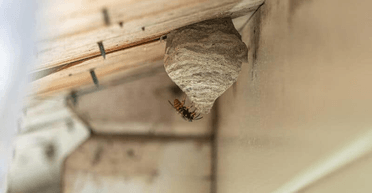 "Треба спалити будинок": жінці порадили тікати після моторошної знахідки (фото)