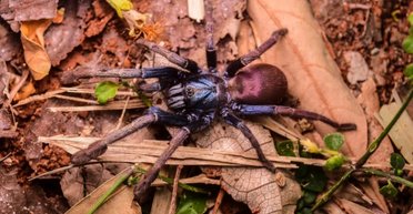 Психоделическому земляному тигру грозит выселение: нечто заставит его покинуть тропический лес