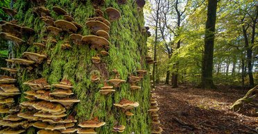 Опасное место или шутка природы: что такое ведьмино кольцо