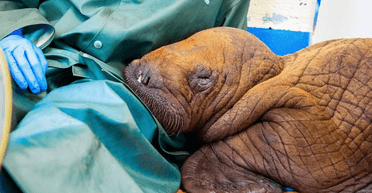 Осиротіле дитинча моржа потребує "цілодобових обіймів", щоб вижити (фото)