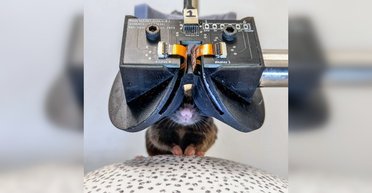 Ученые создали крошечные VR-очки для мышей: увиденное потрясло животных (видео)