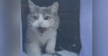 Принял за чужака: кот не узнал хозяйку и начал защищать дом (видео)