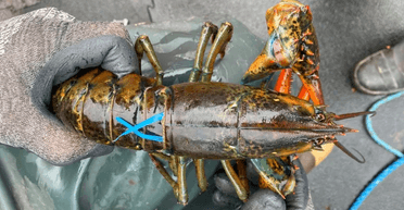 Здивувала кухарів: туристка замовила лобстера за $200 і зробила несподіваний вчинок (відео)