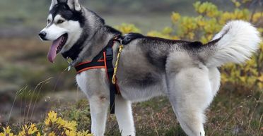 Успішний бізнес: розумний пес всього за три дні приніс господарю 27 тисяч доларів (фото)