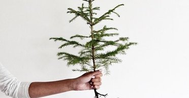 Що робити з ялинкою після свят